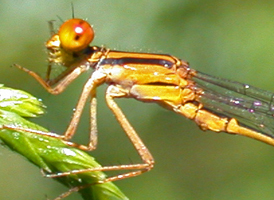 Orange Bluet